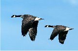 Geese in flight