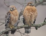 two hawks