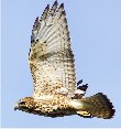 Broad-winged hawk