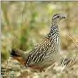 Crested francolin