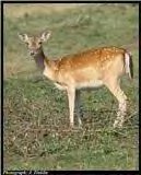 fallow deer