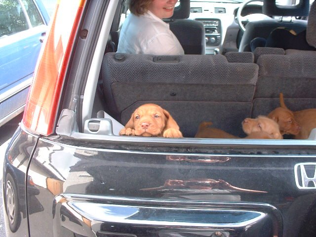 puppies in back of car