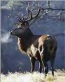 stag