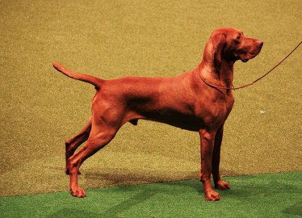 Hungarian Vizsla