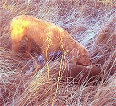 Buck at work