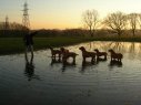 dogs in field