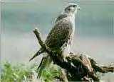 Gyrfalcon