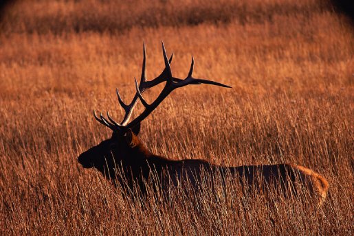 buck in grass