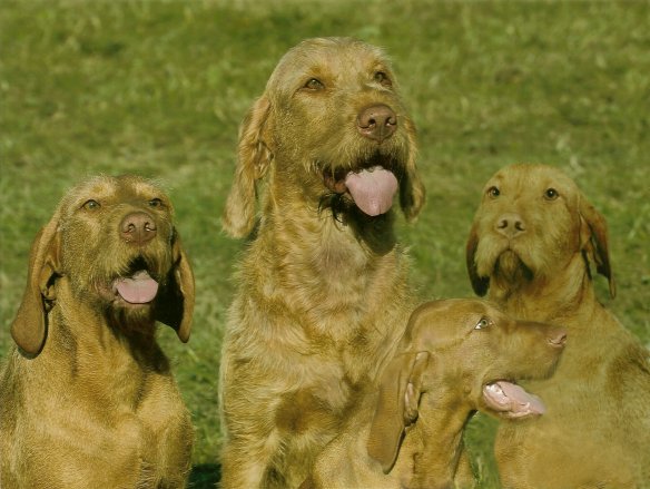 Donna and dogs