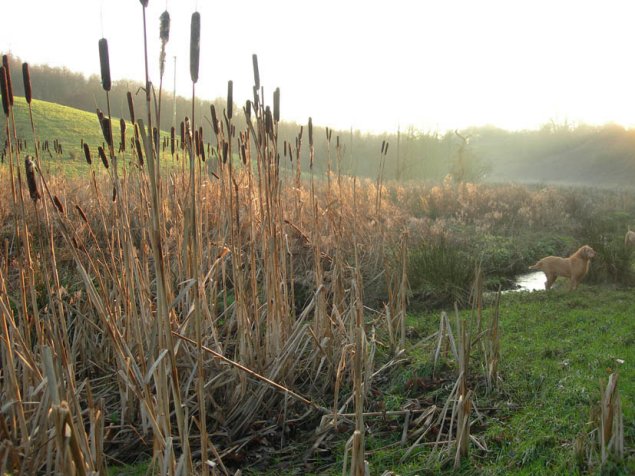 Patsy in the bullrushes