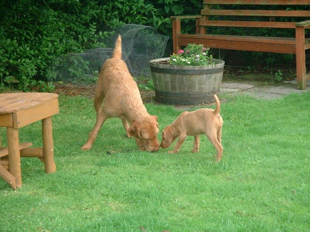 pup & older dog