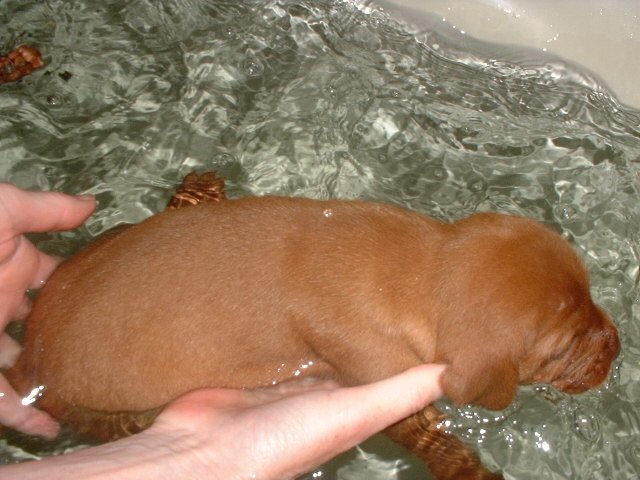 puppy in bath