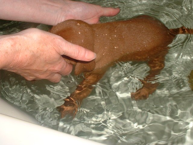 pup in bath