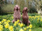 dogs in daffodils